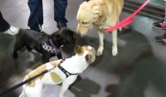 golden retriever meets two dogs