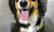 border collie smiling