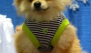 pom in stripped harness