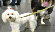 white dog with pink bow in hair with border collie