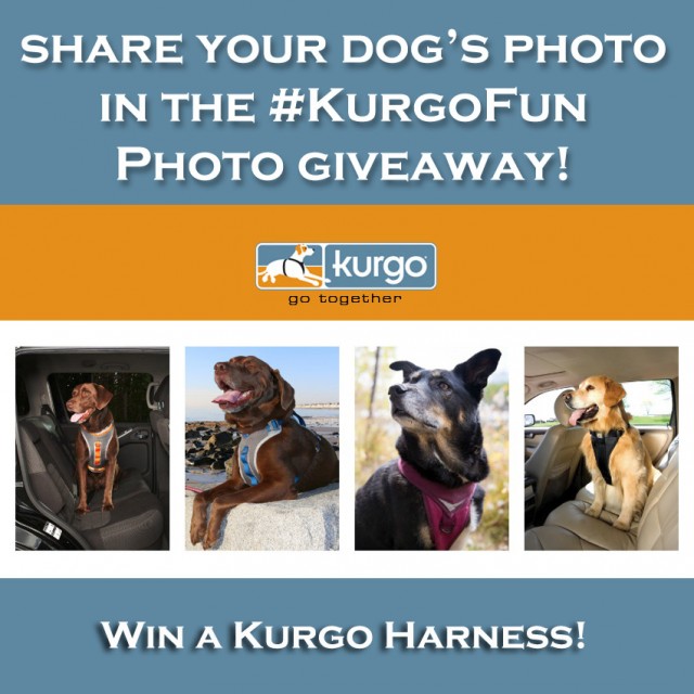 Kurgo Dog Harness contest banner