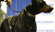 doberman in black coat