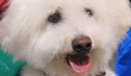 fluffy white dog