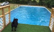 peaches dog tricks