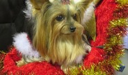 yorkie in christmas stroller