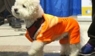 bichon in orange pjs