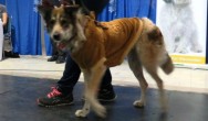 large dog dressed as a reindeer