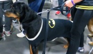 rottweiler dressed as batman