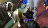 two dogs waiting for treats