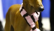 greyhound with pom pom scarf