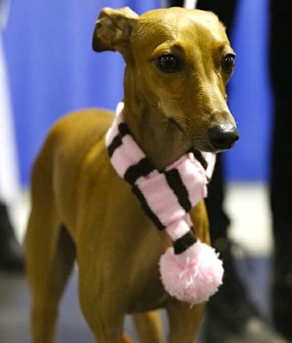 Iggy Joey in scarf