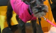 black schnauzer in pink sweater