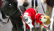 poodle, greyhound and beagle