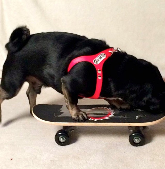 Kilo the Pug rides a skateboard