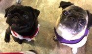 Kilo and tan pug want treats