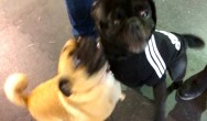 pugs playing