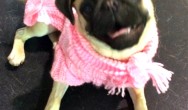 little girl pug in pink sweater