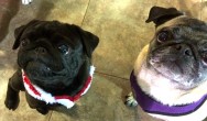 Kilo and tan pug want treats