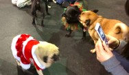 pugs playing