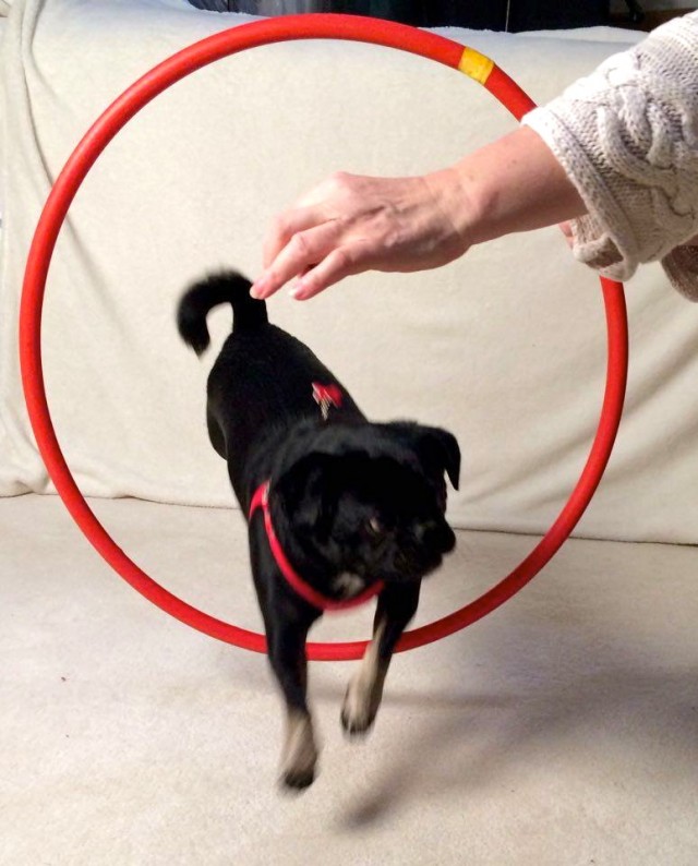 Kilo the pug jumps through red hoop