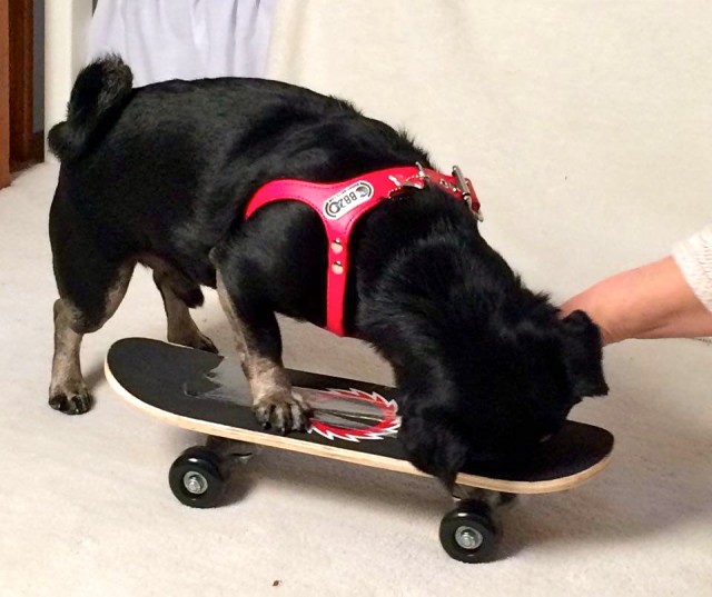 Kilo the Pug rides a skateboard