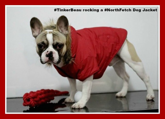 Beau the #Frenchie #Puppy in his red #NorthFetch jacket heading out to the park