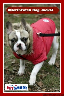 Check out #Frenchie puppy Beau enjoying his fashionable and warm new #NorthFetch dog jacket #sponsored