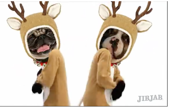 Rescues Beau the Frenchie and Fishstick the Pug dancing Macarena