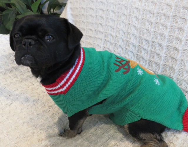 Kilo the Pug in ugly christmas sweater