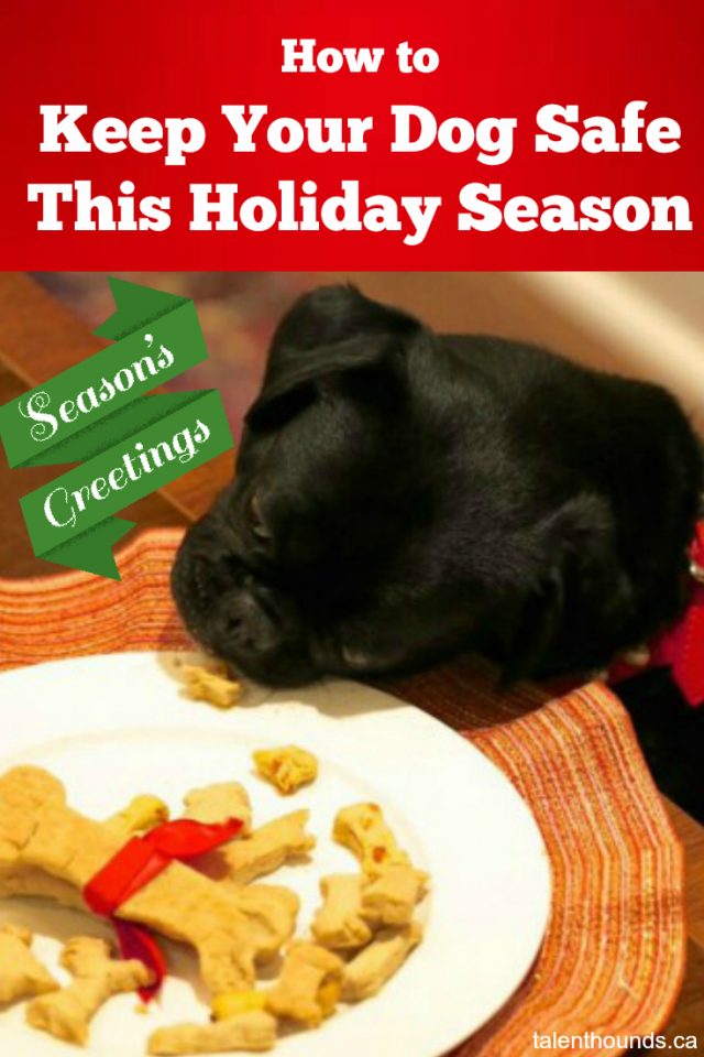 dog-mom-tips-for-how-to-keep-your-dog-safe-this-holiday-season-with-kilo-the-pug-enjoying-some-christmas-cookies