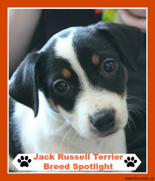 Shivers the Jack Russell