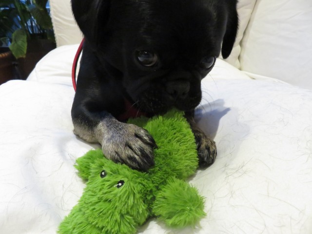 Kilo and his green Kong Plush toy