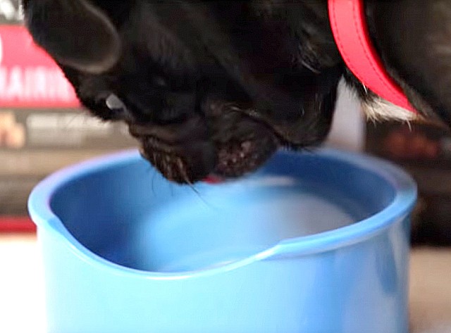 Kilo eating out of the loving bowl