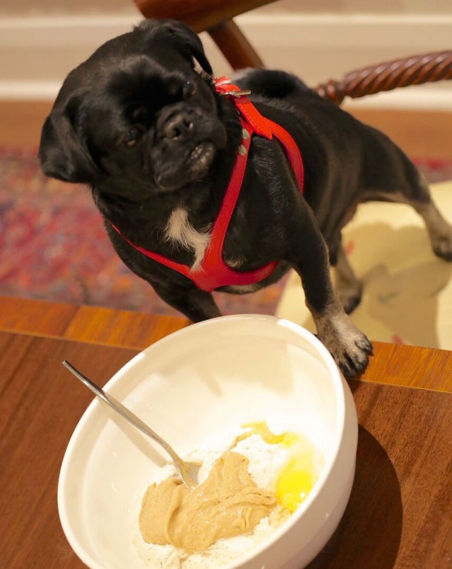 Kilo hard at work mixing cookie dough