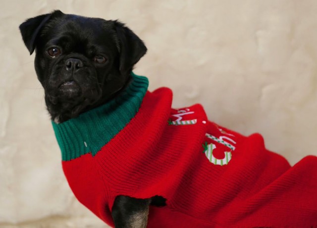 Kilo in his red Merry Christmas sweater