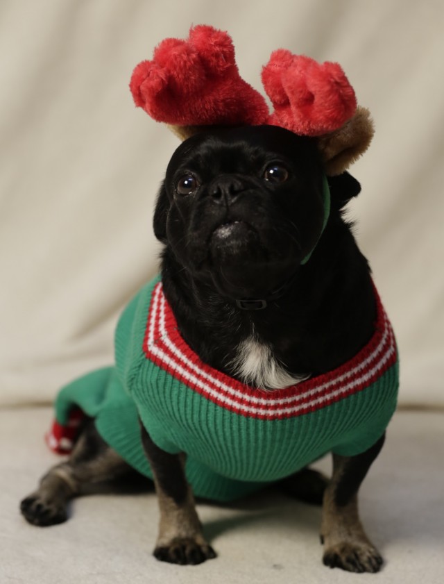 Kilo the Pug in green reindeer ugly sweater and antlers