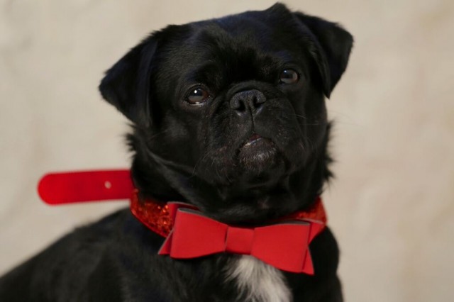 Kilo the Pug posing in red bowtie