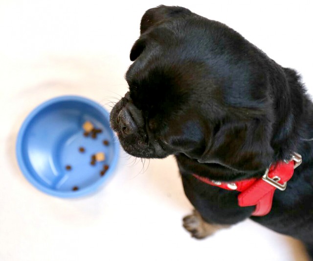 Kilo stands over his loving bowl filled with kibble