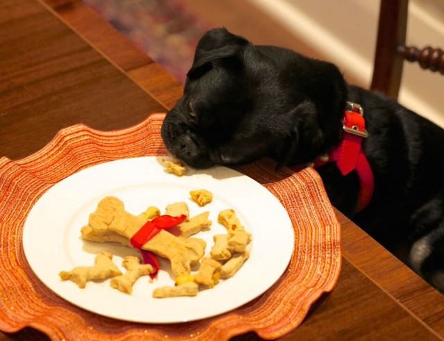 Kilo steals a Christmas cookie from Santa's plate- YUM