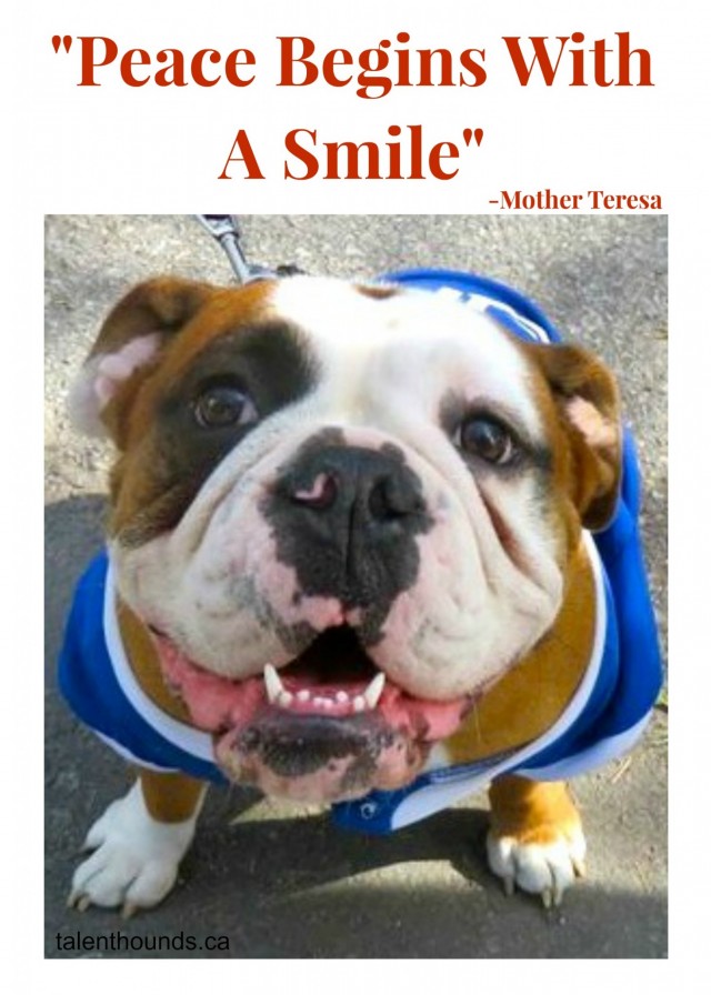 Smile - Peace begins with a bulldog smiling