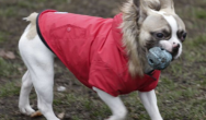 Beau in Red North Fetch Jacket with ball outside