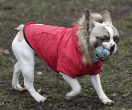 #Frenchie #Puppy Beau in Red #NorthFetch Jacket with ball outside