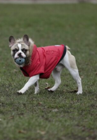 Beau in Red North Fetch Jacket running with ball