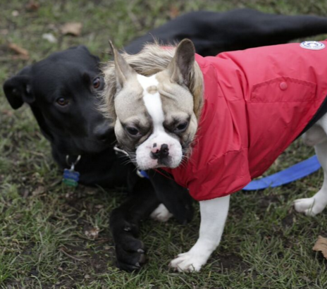 Beau in Red North Fetch Jacket playing with black dog in the park