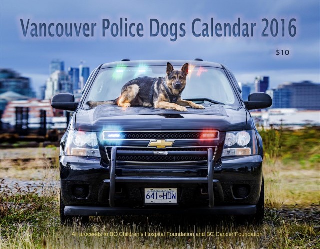 VANCOUVER, BC -  VPD Dog Squad Canines pose for the 2016 Charity Calendar in Vancouver, British Columbia, Canada. Photo by Derek Cain.