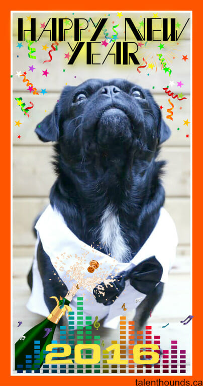 Happy New Year - love Kilo the Pug and Talent Hounds