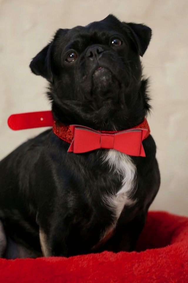 Kilo in red bow tie sitting in bed