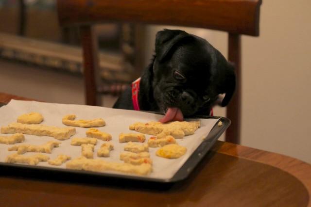 Kilo the Pug just testing the recipe for his cookie dough
