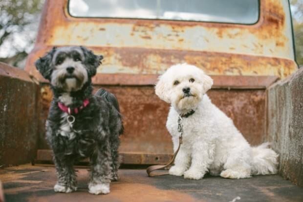 Henry and Reese pose in back of truck