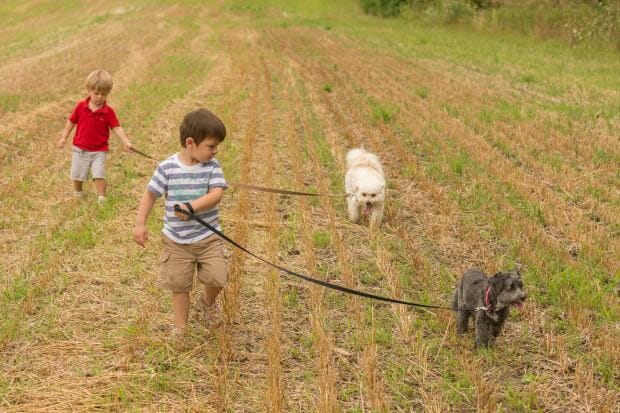 two boys walk Henry and Reese in field